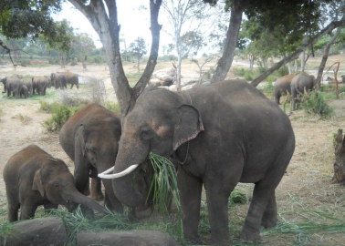 PETA India Turns Sunder’s Home Into Free-Roaming, Forested Sanctuary