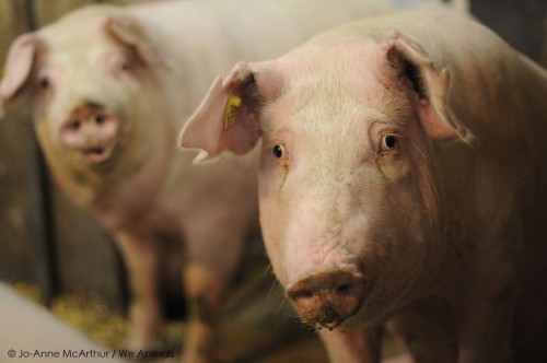 © Jo-Anne McArthur / We Animals 