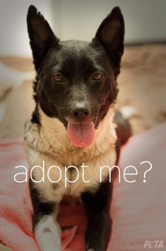 Adopt Me?