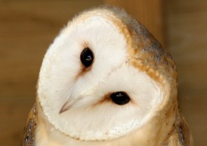 Barn Owl_mini