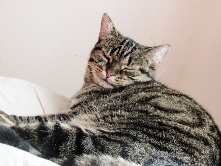 How Spaying One Animal Can Save Thousands How Spaying One Animal Can Save Thousands