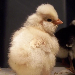 Chick