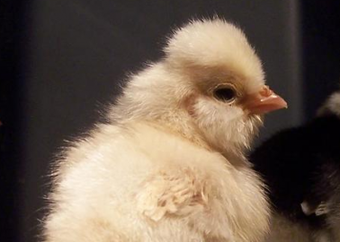 Chick-Hatching Programmes: Not What They’re Cracked Up to Be