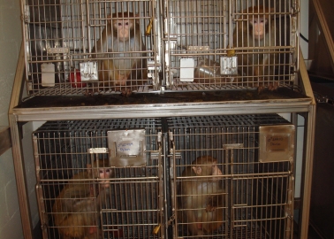 Founder of Energy Firm Calls On Last Remaining Airline to Stop Transporting Primates to Labs
