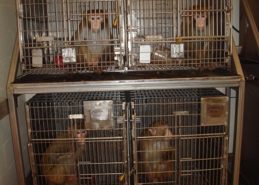 Urge the Government to Mandate an End to All Experiments on Animals