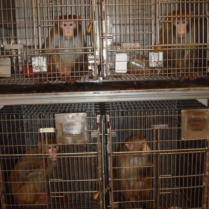 Urge the Government to Mandate an End to All Experiments on Animals