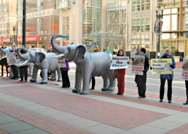 Victory! US Circus Company Ringling to Phase Out Elephant Acts