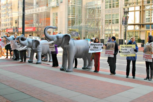 DC-Ringling-Bros.-Demonstration-with-Ingrid-Newkirk