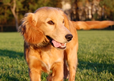 Irish Eyes Are Smiling Over Puppy Mill Ban