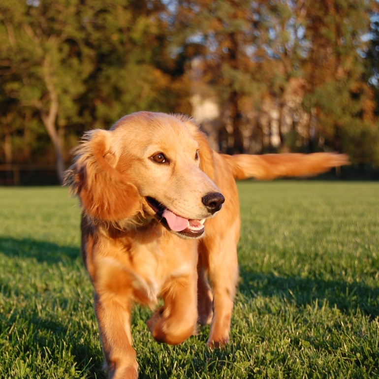 Dog on grass