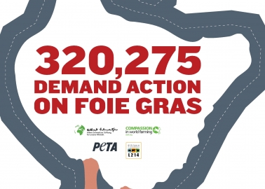 Foie Gras: We’ve Taken Your 320,000 Signatures to the Top!