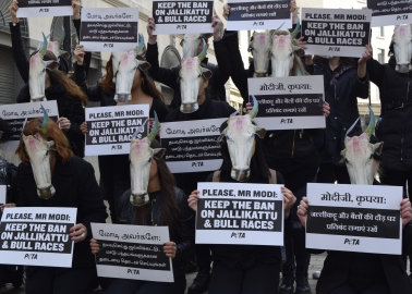 PHOTOS: Herd of ‘Bulls’ in London Urges India to Stand Firm on Jallikattu Ban