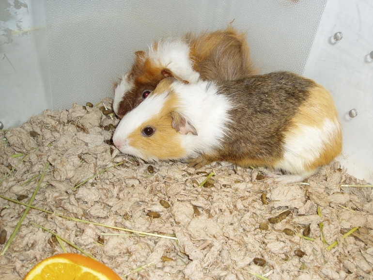 Guinea Pigs