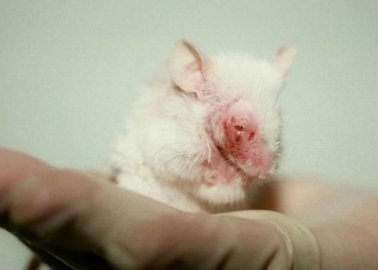 Britain Takes First Step Towards Ending Animal Testing for Household Products but Doesn’t Go Nearly Far Enough