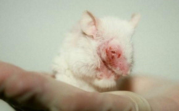 EU Chemicals Regulation Is Responsible for Lethal Animal Tests – but You  Can Help Us Call for Change