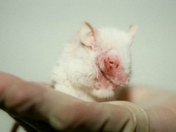 STOP the Torturous Use of Animals in Experiments