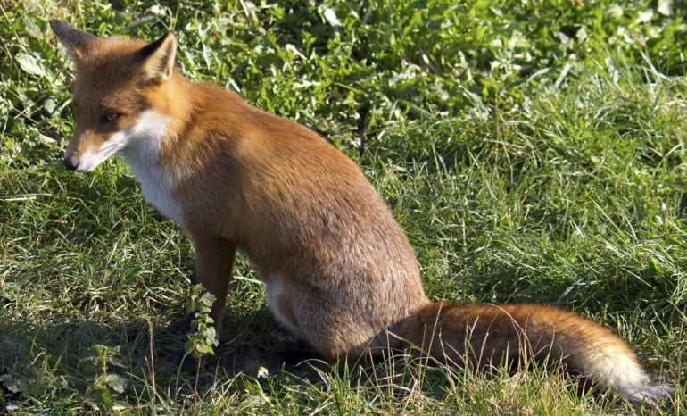 Fox in garden