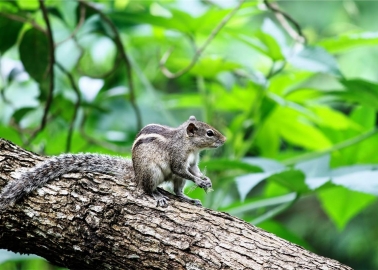 Wildlife