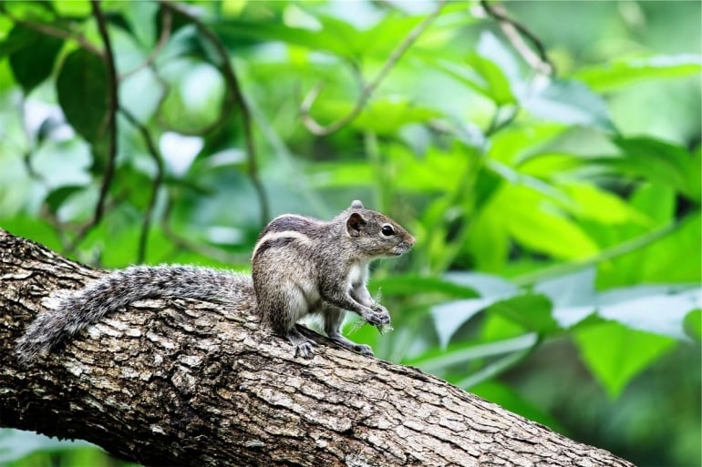 Wildlife grey squirrel