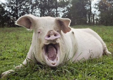 Victory! Foston ‘Pig Prison’ Application Withdrawn After 35,000 of You Take Action