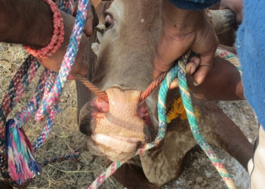 India’s U-Turn on Jallikattu Could Allow Bulls to Be Tormented in Festivals Again