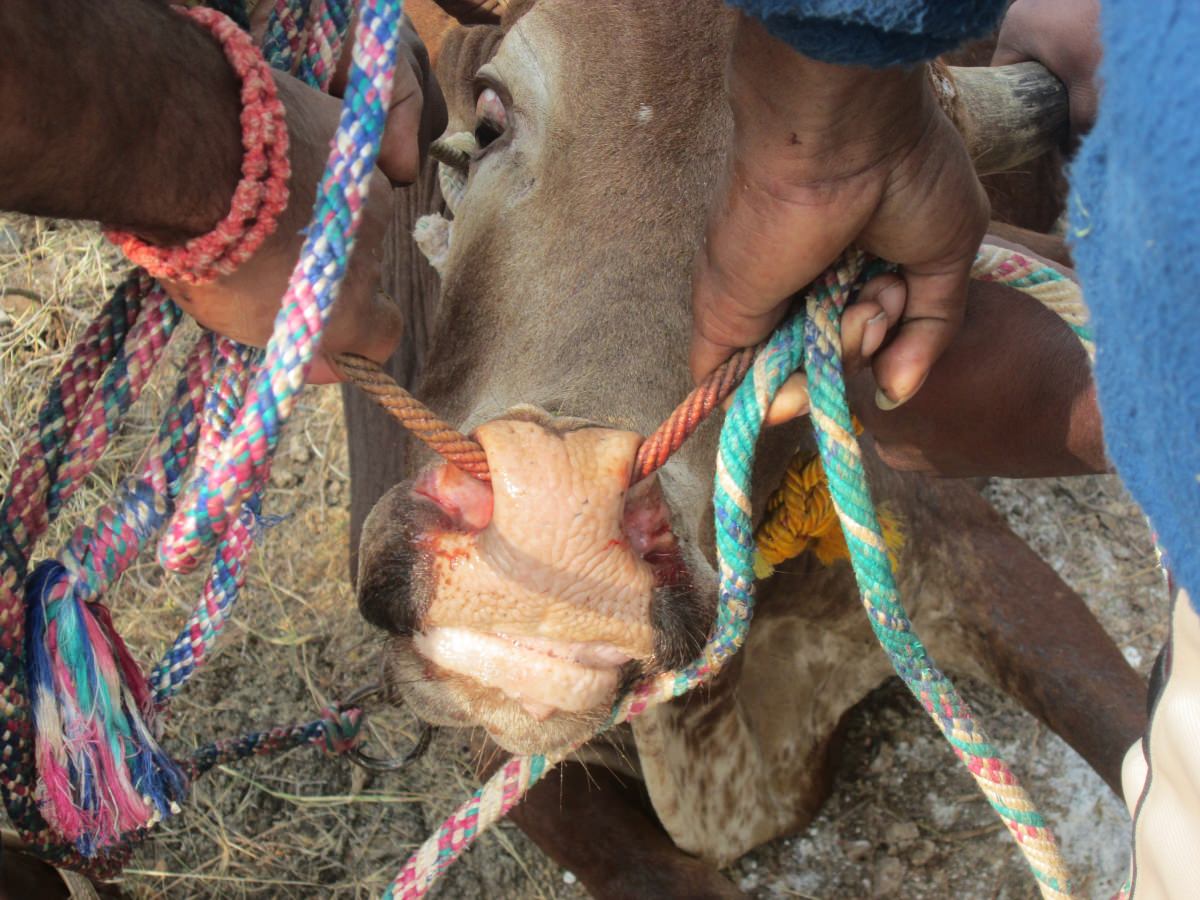 Bull tormented in jallikattu event