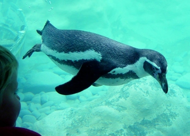 Why Are These Penguins Taking Antidepressants?