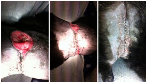 Snare wound on cat