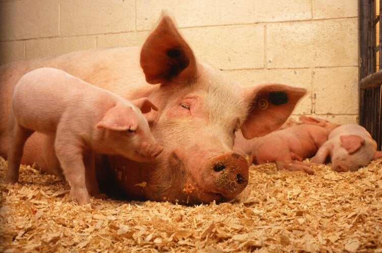 Farm animal mothers