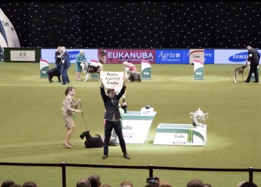 Activist Flies the Flag for Mutts at Crufts ‘Best in Show’!