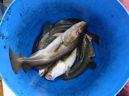 Cod in bucket