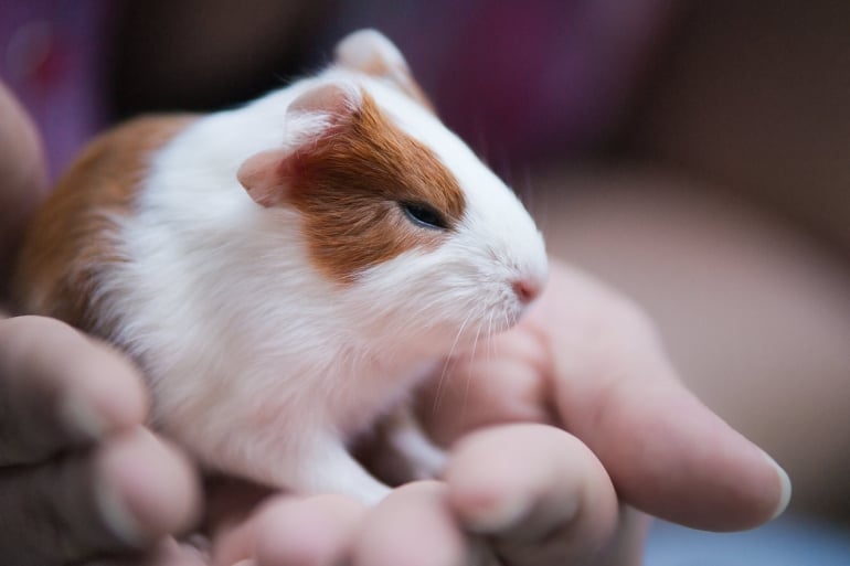 Baby Guinea Pig