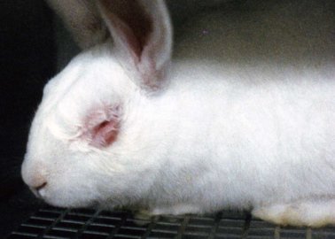Good News For Rabbits – And For Us