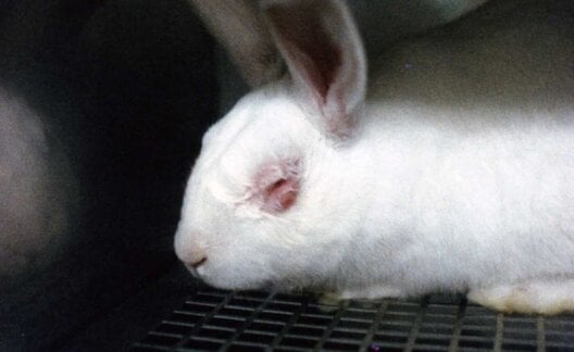 Animal testing for cosmetics is wrong