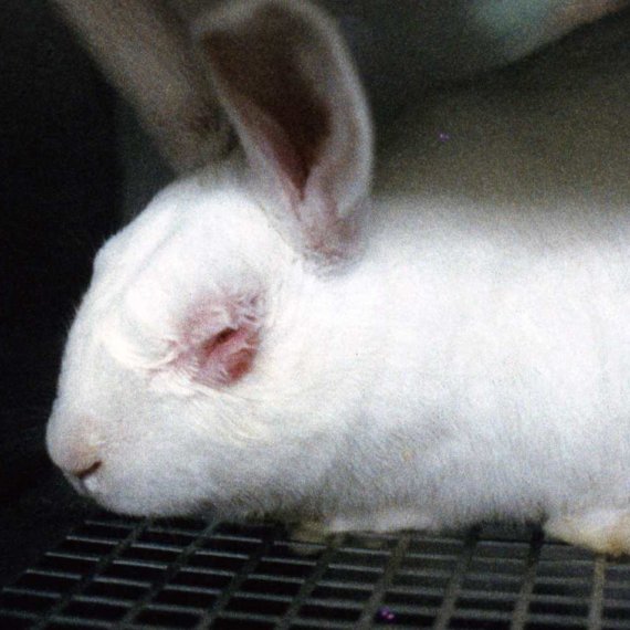 Cosmetics and Animal Testing