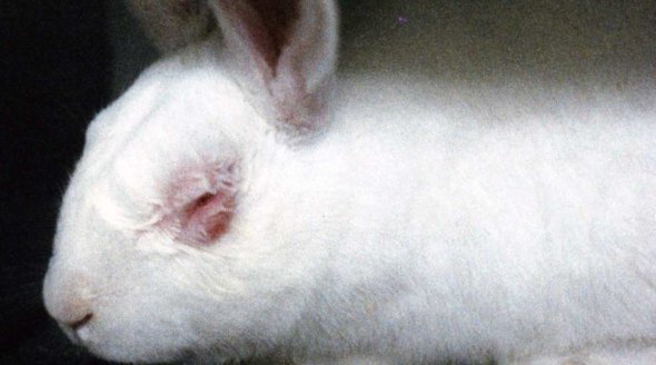 Animal testing for cosmetics is wrong