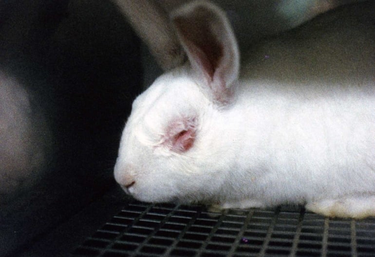 Animal testing for cosmetics is wrong