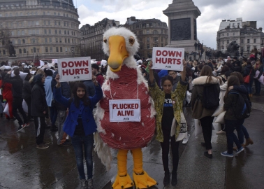 Giant Plucked ‘Goose’ to London Pillow Fighters: Down Hurts!