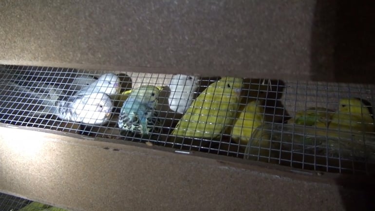 NL pet trade_birds in cage