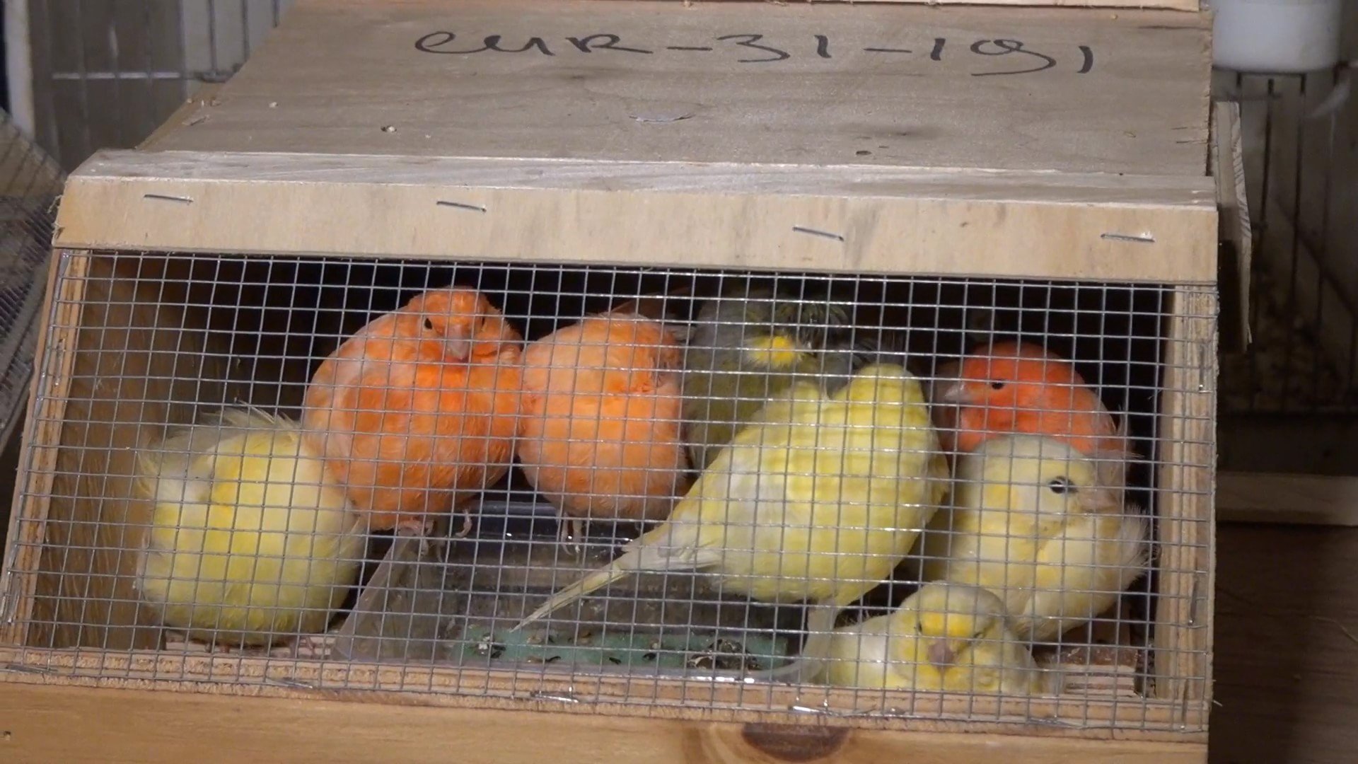 NL pet trade_birds transport