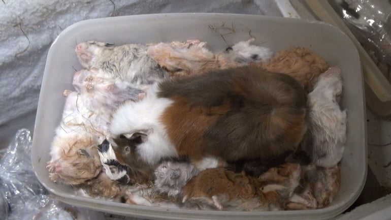 NL pet trade_bodies in freezer