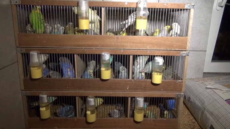 NL pet trade_budgies in cages