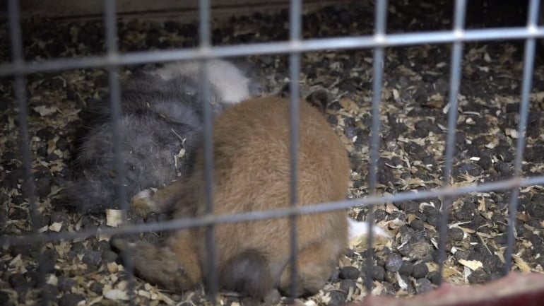 NL pet trade_dead rabbits