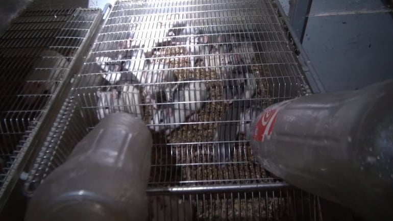 NL pet trade_mice in crowded cage