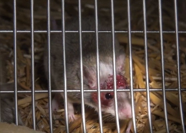 The Heartbreaking Story of How Animals Are Bred for the European Pet Trade