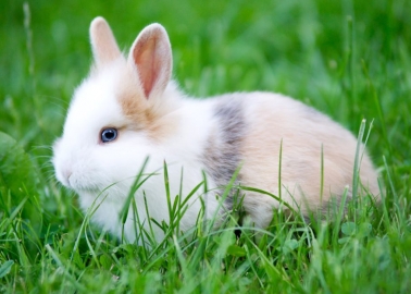 Good News From New Zealand – Ban on Animal Testing for Cosmetics a Step Closer!