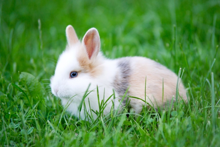 Baby rabbit in grass