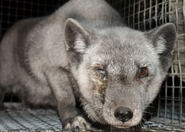 This Company Got in Trouble With Advertising Standards for Claiming Fur Is Ethical