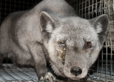 These Kids Have a Powerful Message for the Fur Industry