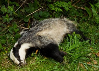 10,866 Badgers Have Been Killed in This Year’s Culls